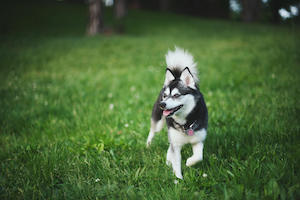 Alaskan Klee Kai